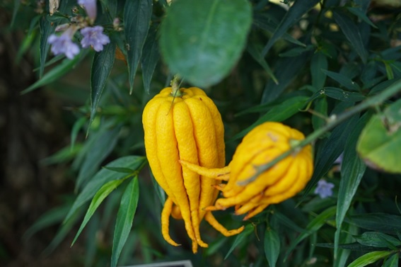 柑橘辞典 仏手柑（ぶっしゅかん） -宮崎県 ゆずのかぐらの里 公式通販