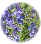 アクアフレッシュSR』ポリシー化粧品 化粧水｜ビューティースキンラボ