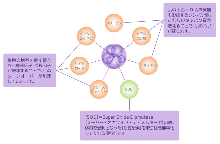 DOC SKINCARE-ドックスキンケア-】ザックパック | 業務用美容・エステ