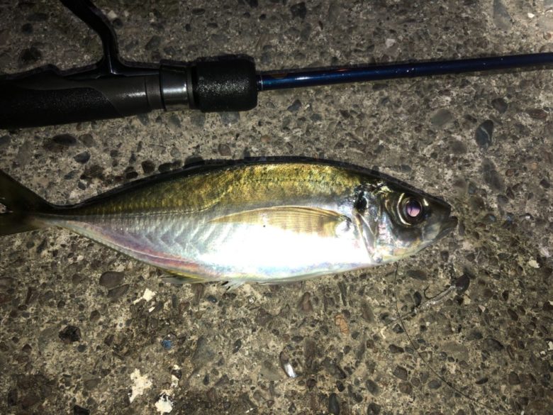 ヤマガブランクス ブルーカレントⅢ69を実釣インプレ。操作感と