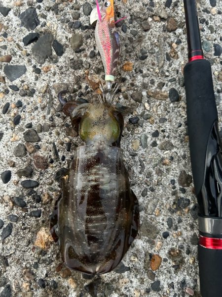 特盛り!アオリイカ釣り場 関東周辺（千葉・神奈川・静岡・新潟）厳選