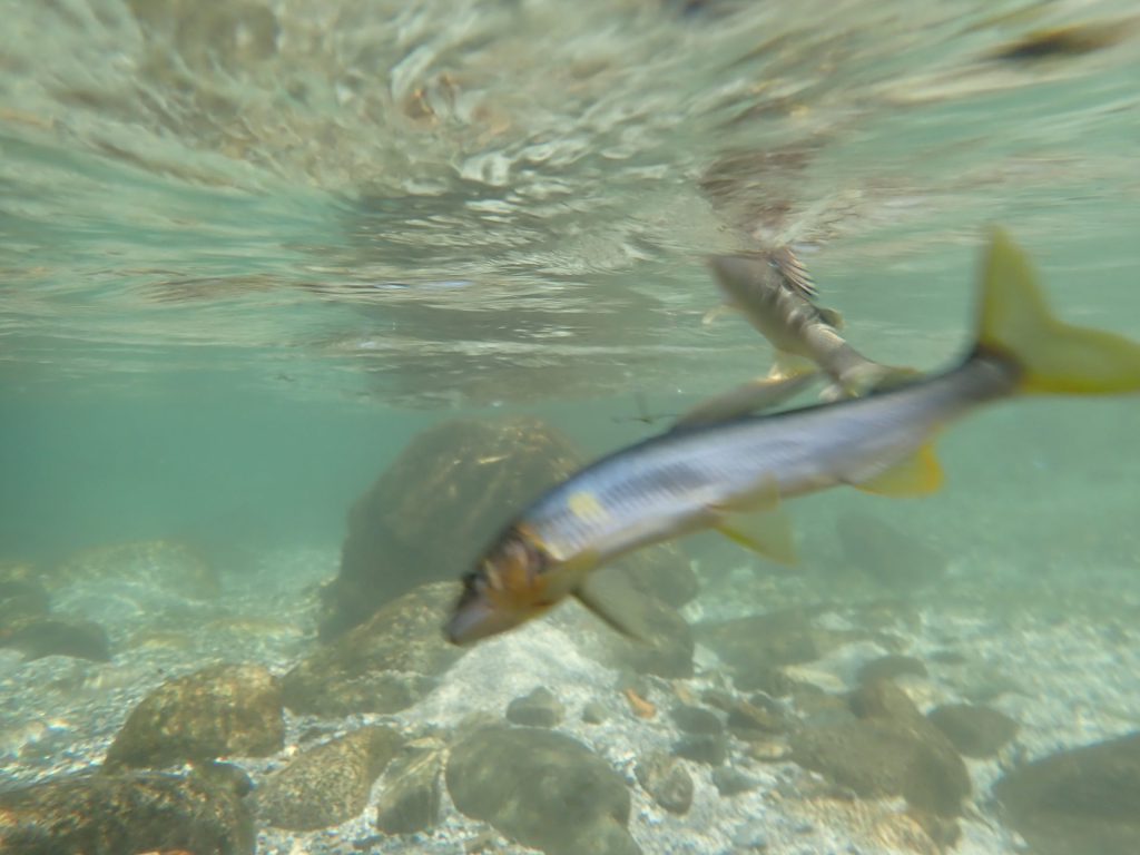 岩本流】多種多様の素材の糸を使いこなすメソッド | サンライン