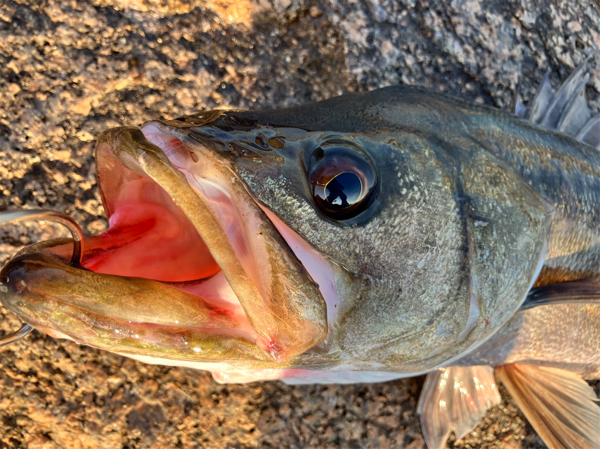 広大な釣り場でスズキやハネ♪西宮浜総合公園リアルタイム