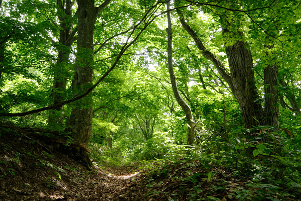 初夏の森 小道 山道 爽やかな緑 画像 無料写真素材 フリー「花ざかりの森」