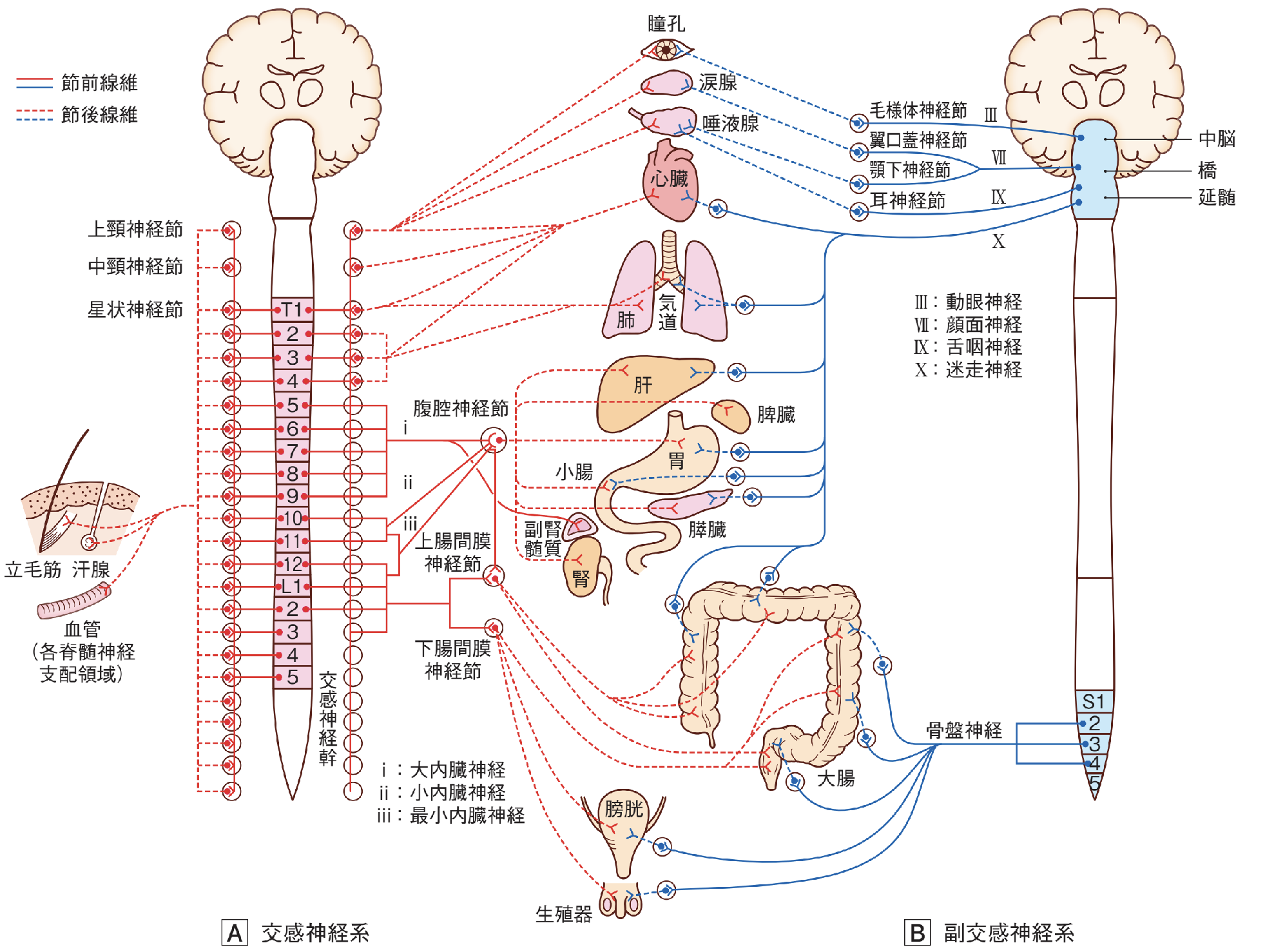 自律神経系の解剖学と内臓の関連性ー分布、内臓モビリゼーション、膜