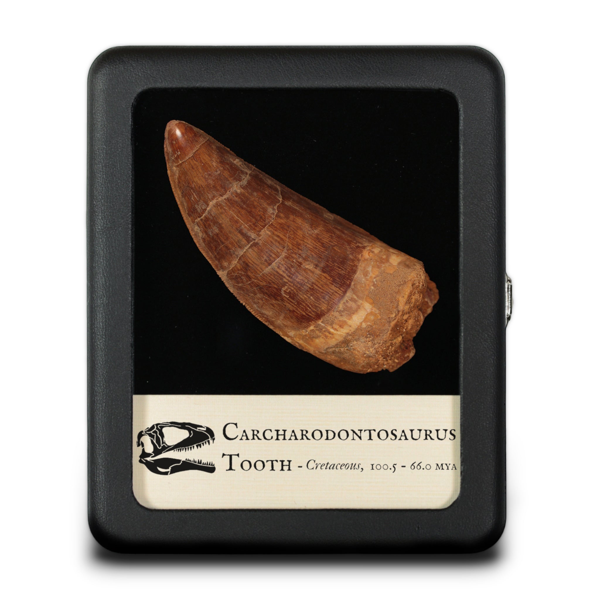 Large Carcharodontosaurus Tooth in Display - Fossil Hoard