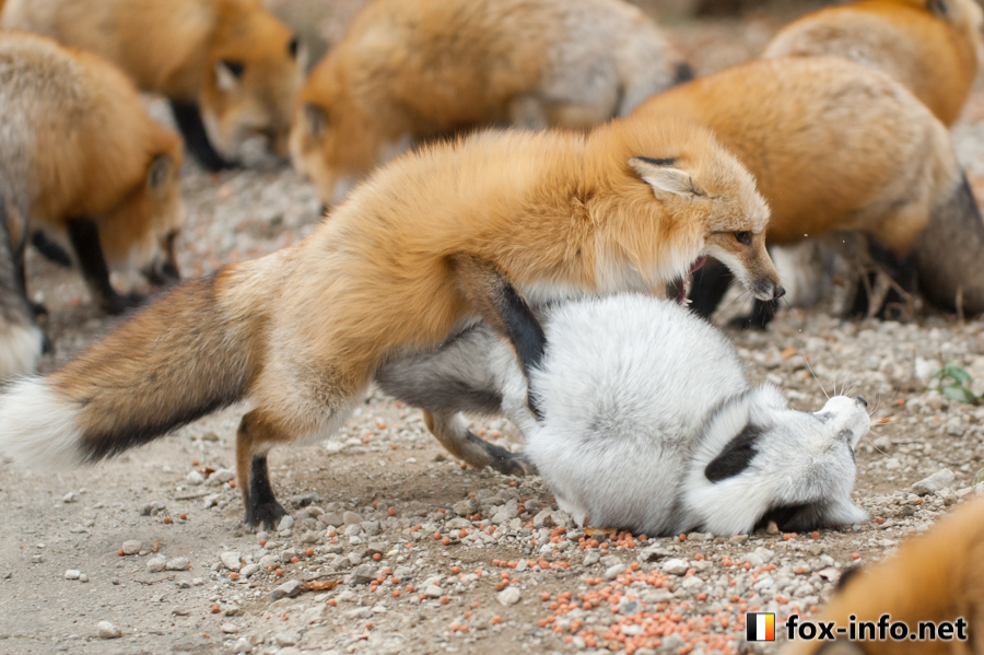 ケンカキツネ | スタンダード | キツネ写真館