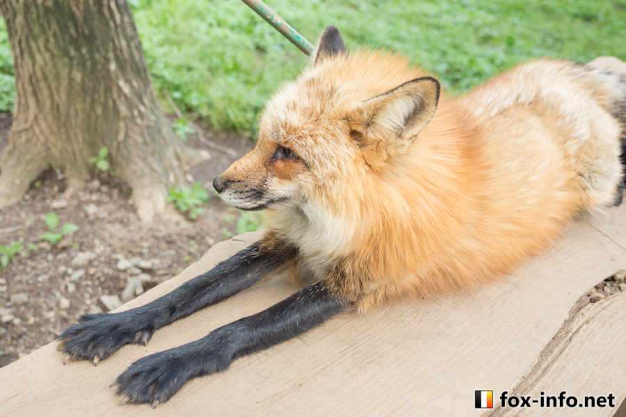 伏せきつね | スタンダード | キツネ写真館