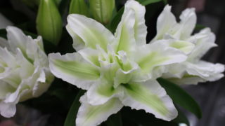 百合（ユリ）の香りの効果とは？ | フラワーショップ アリス