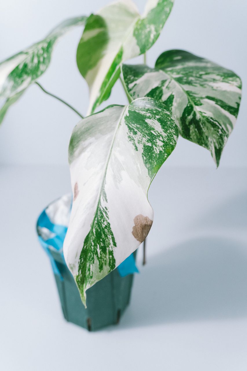 斑入りモンステラ「ホワイトタイガー」