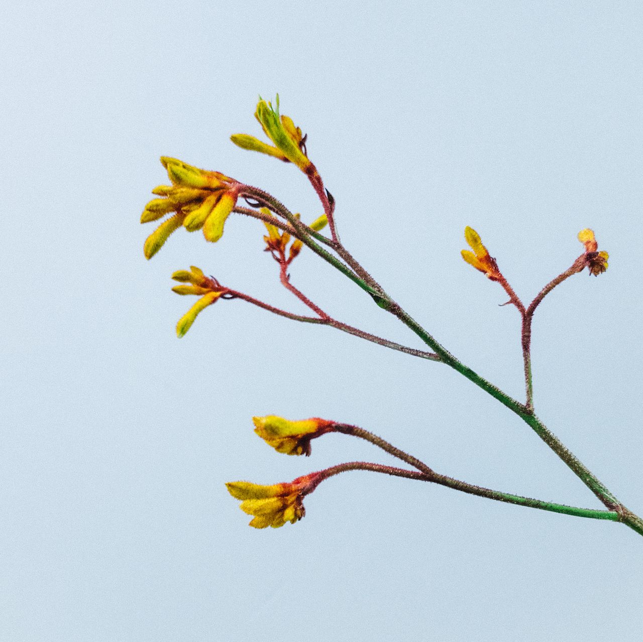 カンガルーポー