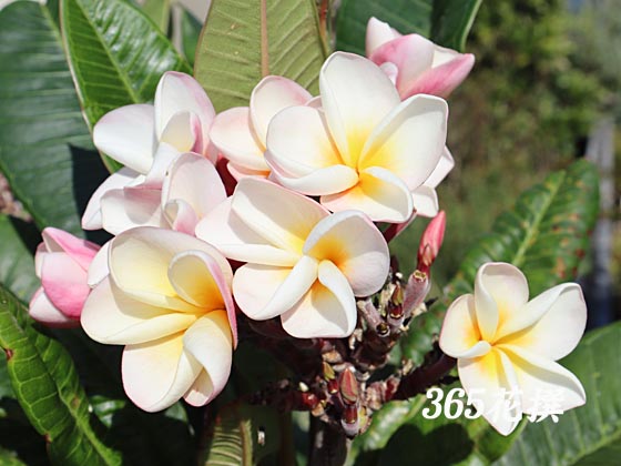 プルメリア｜園芸植物小百科｜育て方｜花の写真