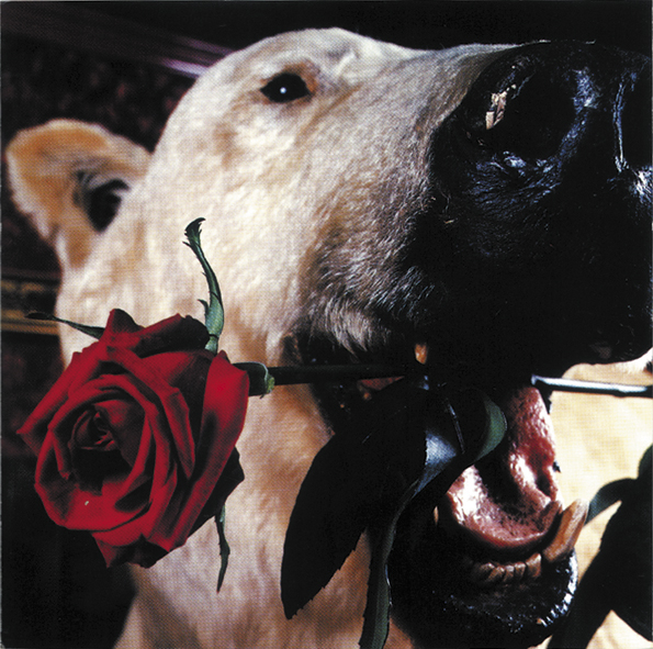 DISCOGRAPHY | フラワーカンパニーズ | OFFICIAL WEBSITE