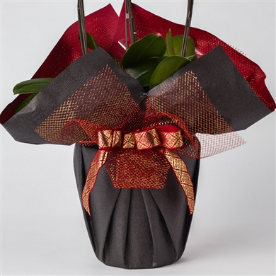 生花】プロテア ビーナス【赤/50cm/南アフリカ】｜Flower Smith Market