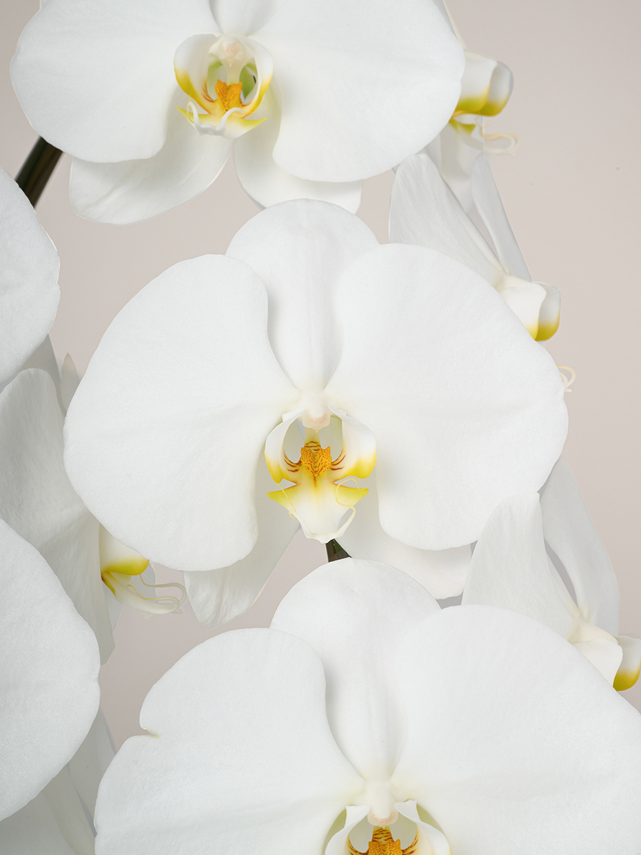 胡蝶蘭 大輪 白 3本立ち 33輪以上｜Flower Smith Gift（フラワースミス