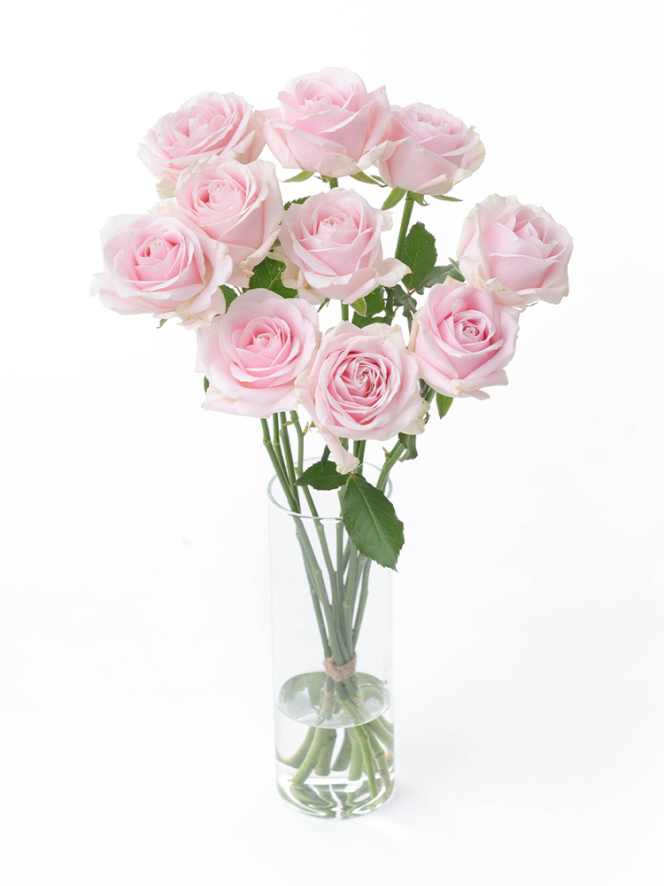 生花】バラ スイートアヴァランチェ＋【薄ピンク/60cm/愛知県