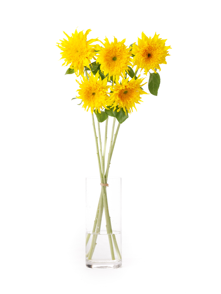 生花】ひまわり グリーンバースト【黄/60cm/千葉県】｜Flower Smith