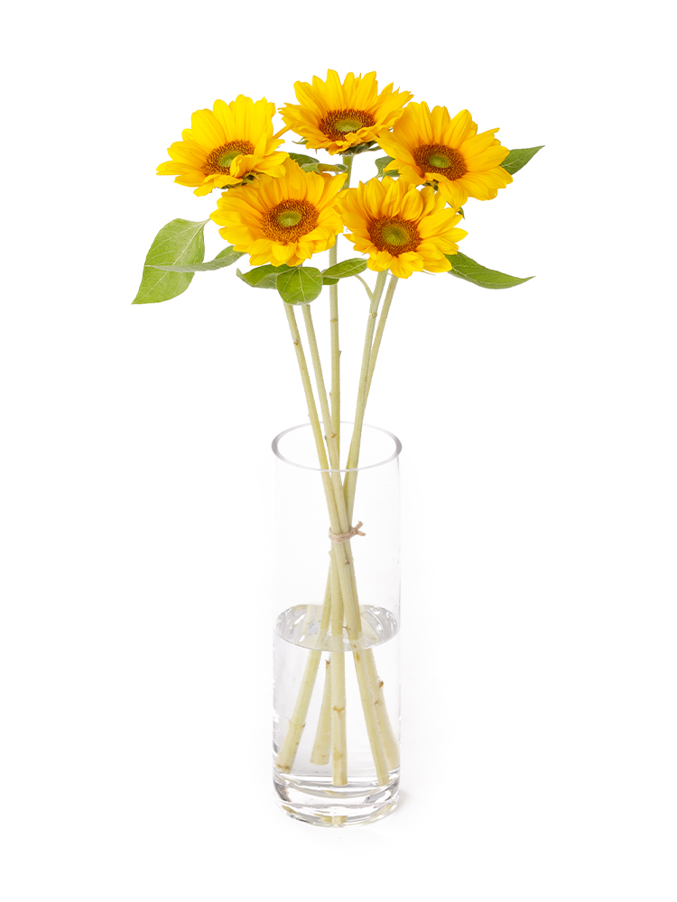 生花】ひまわり サンリッチアップフレッシュオレンジ【60cm/千葉県