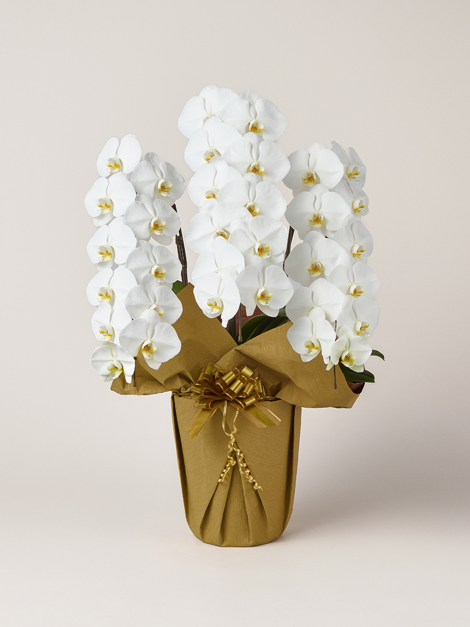 胡蝶蘭 大輪 白 3本立ち 33輪以上｜Flower Smith Gift（フラワースミス
