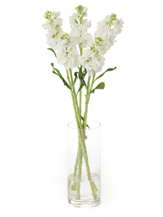 生花】ストック アイアンホワイト【白/70cm/千葉県】｜Flower Smith