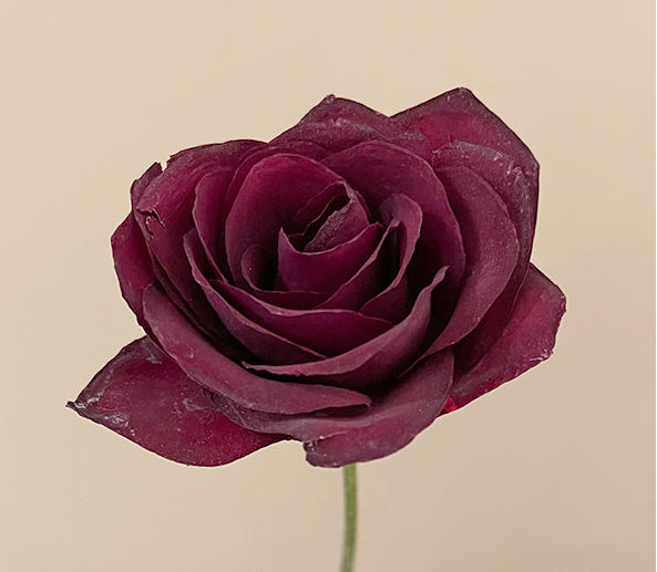 高級ドライ】バラ オール4ラブ＋【濃ピンク/50cm】｜Flower Smith