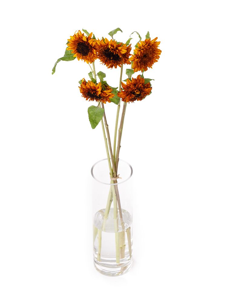 生花】ひまわり 東北八重【黄/60cm/愛知県】｜Flower Smith Market