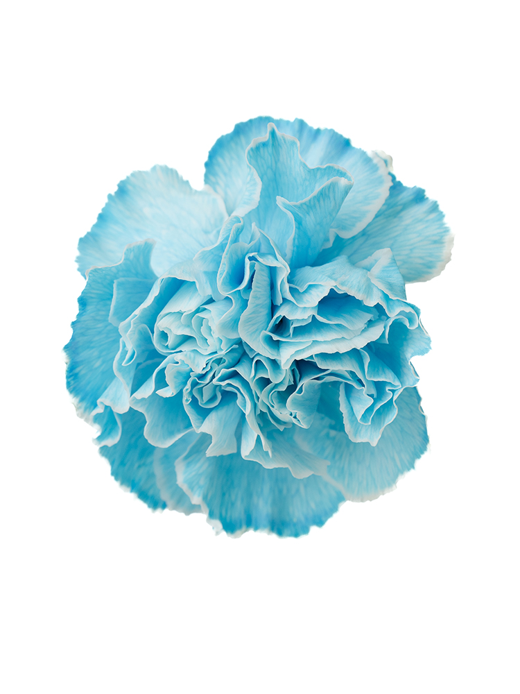 生花】カーネーション ティントブルー【水色/60cm/コロンビア