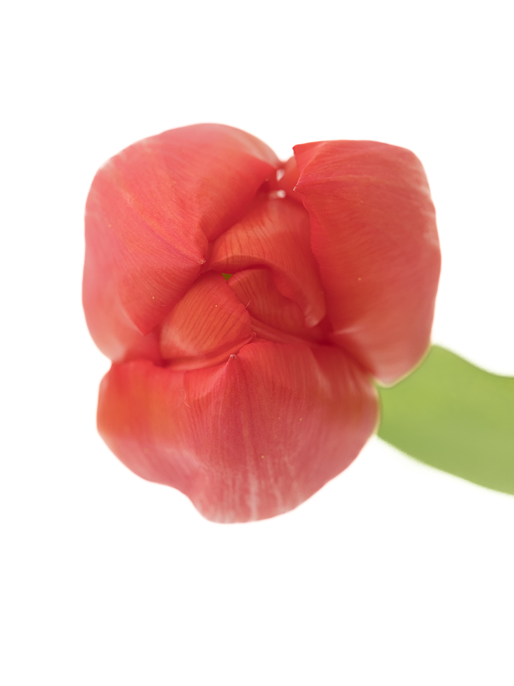 生花】チューリップ ホットスポット【赤/40cm/新潟県】｜Flower Smith