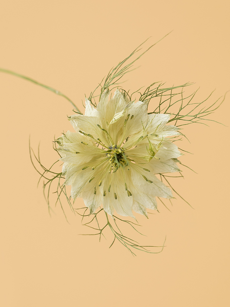 高級ドライ】ニゲラ(白) 品種おまかせ【50cm】｜Flower Smith Market