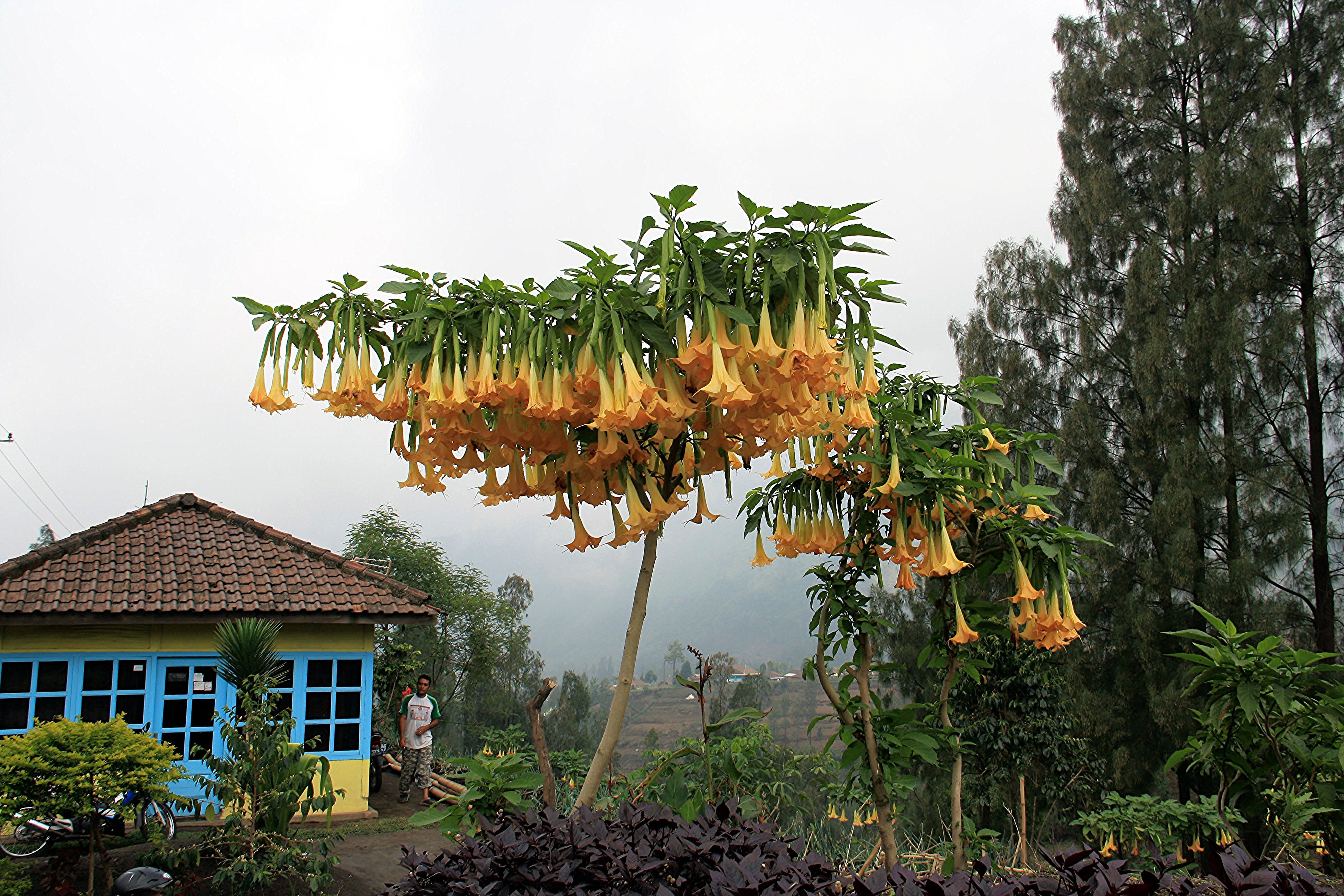 Orange Angel's Trumpet Brugmansia suaveolens 5 Seeds – R&B