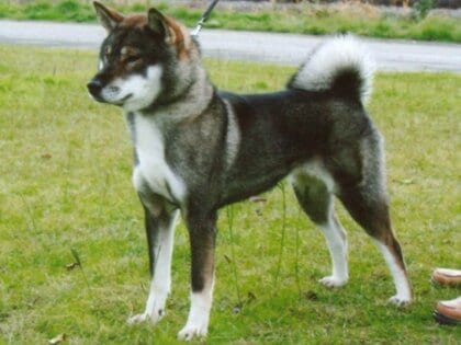 土佐犬は「トサイヌ」か「トサケン」か？アナウンサーたちが議論、国と