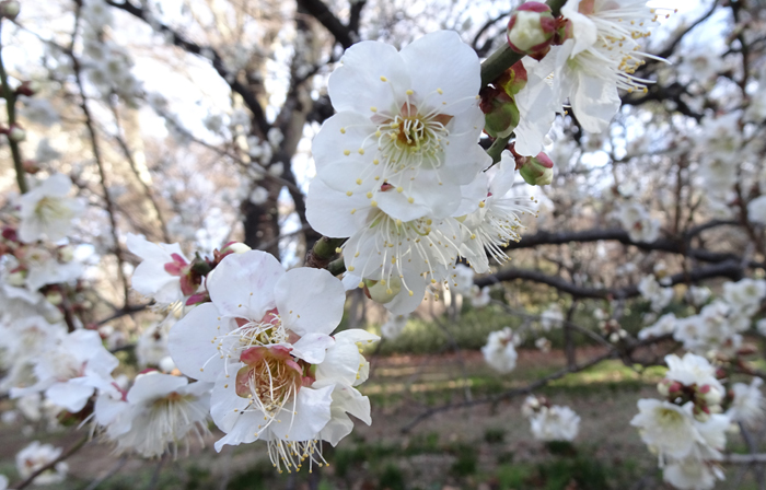 季節のみどころ情報【2月16日号】 : 新宿御苑 | 一般財団法人国民公園協会