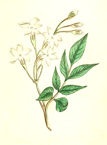 香料植物・ハーブ図鑑】ジャスミン Jasmine