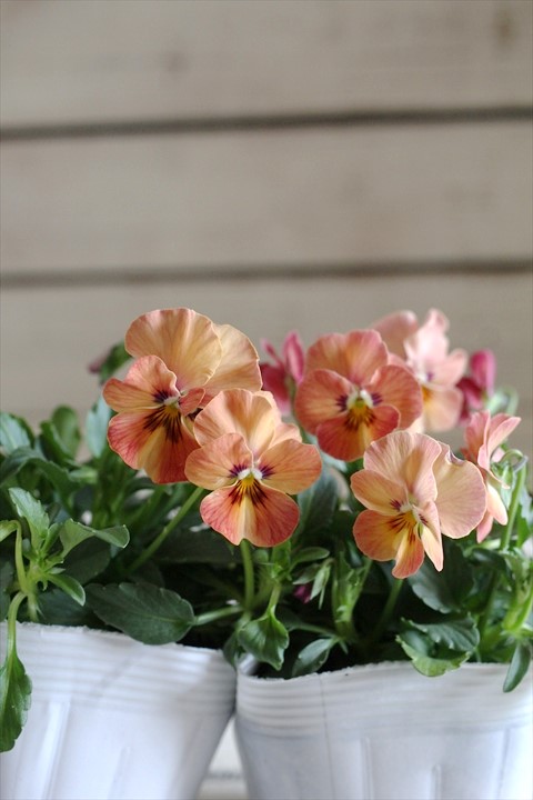 ビオラロカハーツ『桃の空』ROKAビオラ ジャンクガーデン 寄せ植え