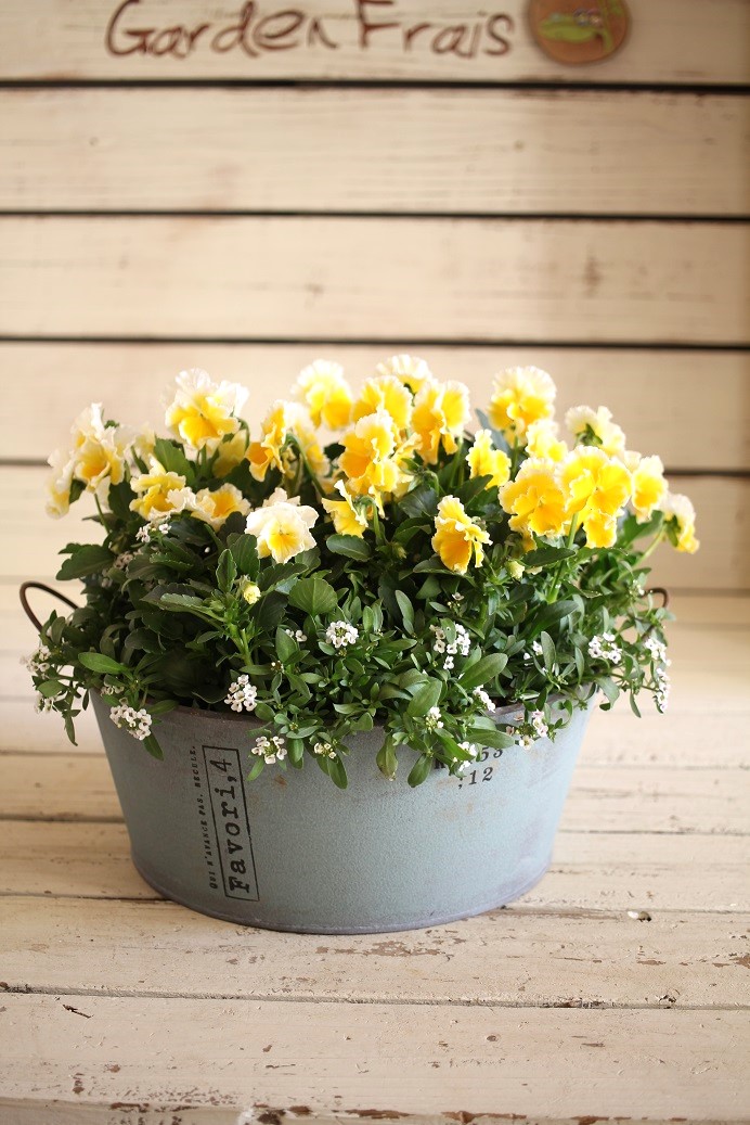 寄せ植え 鉢 ジャンクガーデン 寄せ植え 花苗通販 Garden Frais