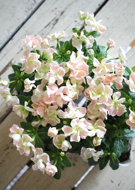 ニチニチソウ『つぼみ咲メルモ』 ジャンクガーデン 寄せ植え 花苗通販