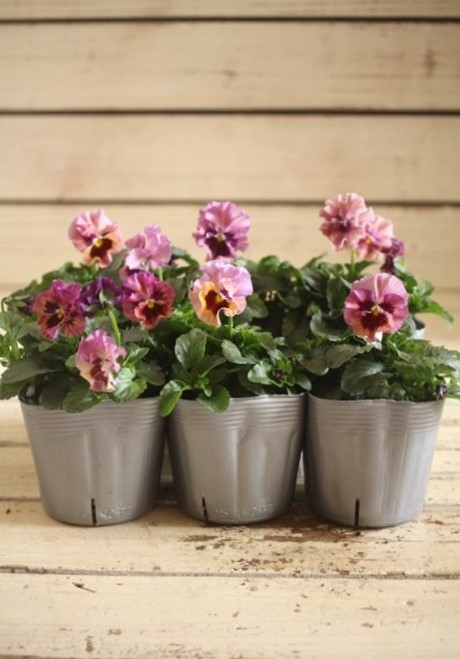 パンジー『天の羽衣』 ジャンクガーデン 寄せ植え 花苗通販