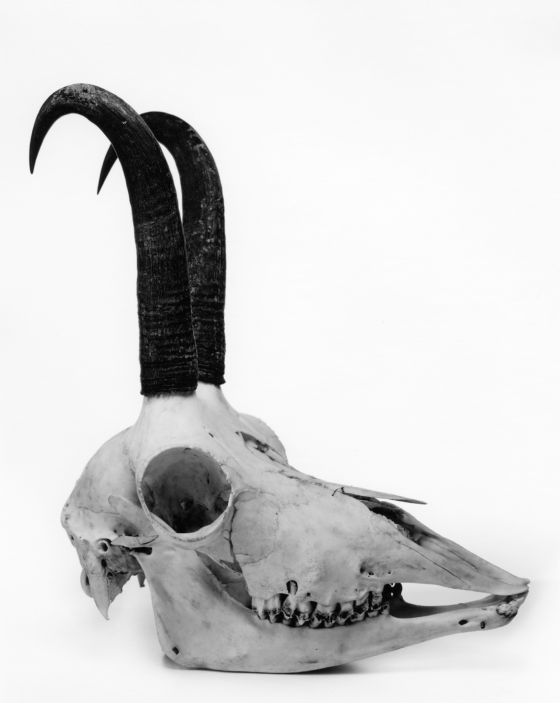 The Quizzical Chamois – Irving Penn's Cranium Architecture