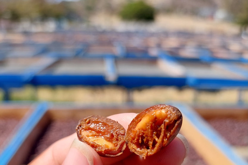 Nicaragua Elixir | Carbonic Maceration Decaf Coffee | Swiss Water