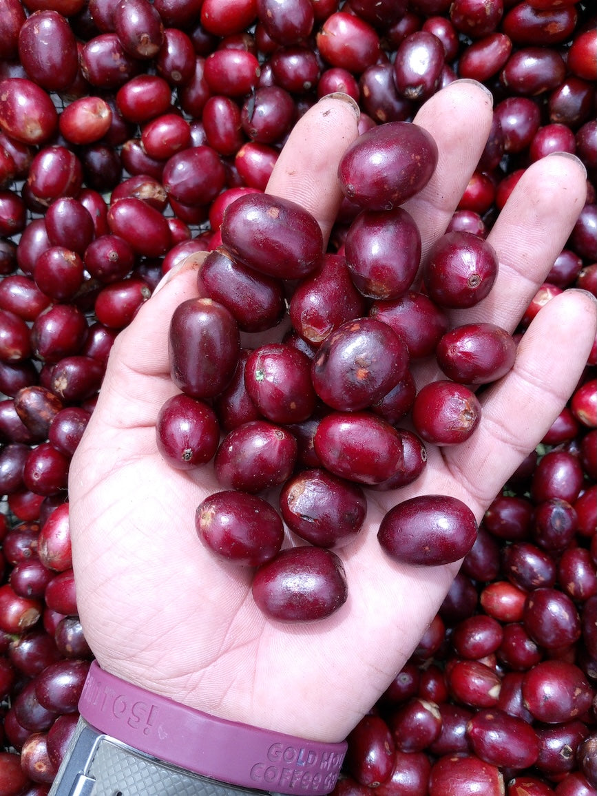 Nicaragua Elixir | Carbonic Maceration Decaf Coffee | Swiss Water