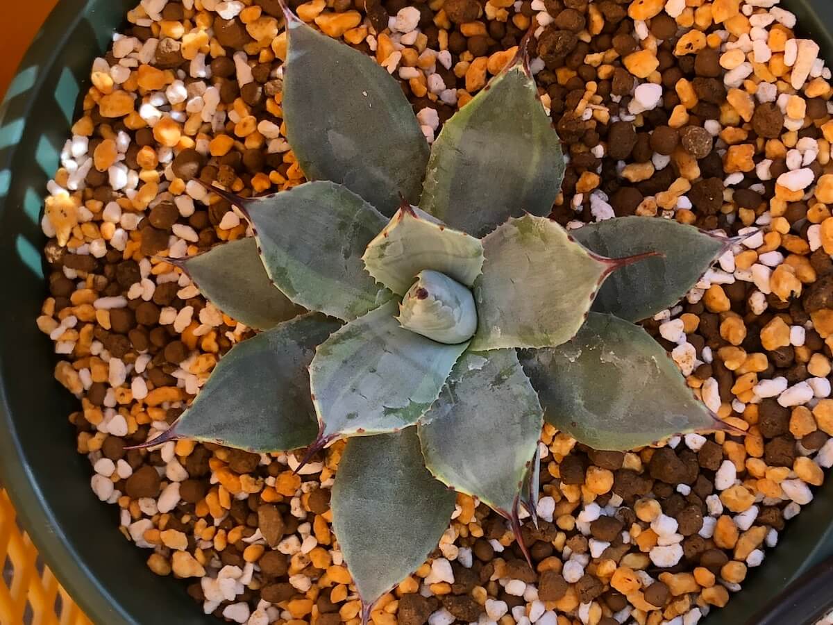 かわいいパリーの斑入り品種たち。トランカータが好きっ | 斑入り植物