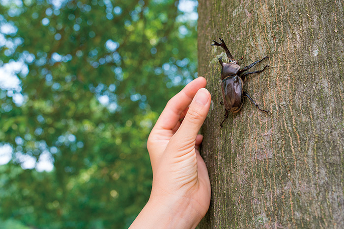 毎年恒例の別荘地内での昆虫採集（2019年07月22日）｜お知らせ｜富士山