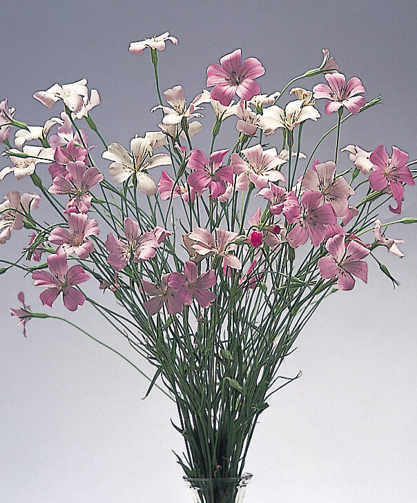 アグロステンマの花言葉 - 福花園種苗株式会社