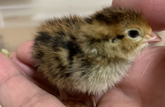 うずらちゃん成長記