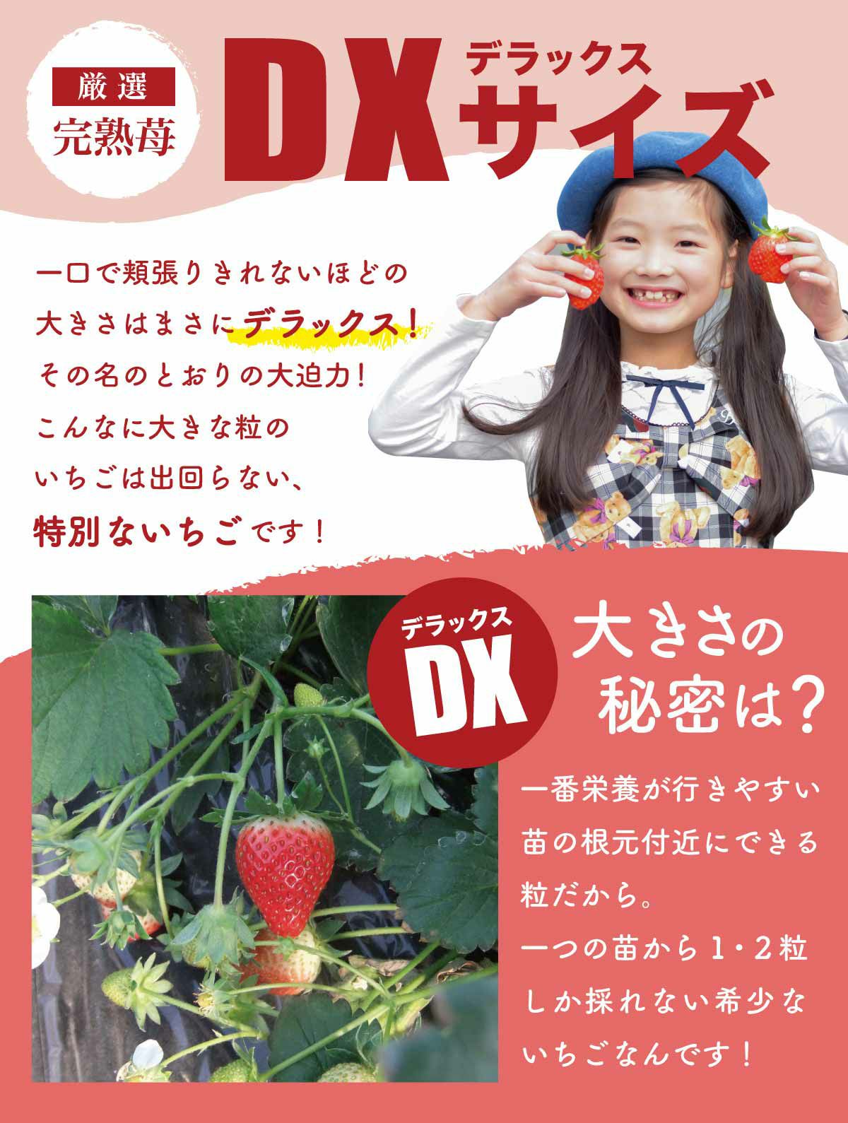 いちご ラブソング（紅ほっぺ）デラックス DXサイズx2トレイ【送料