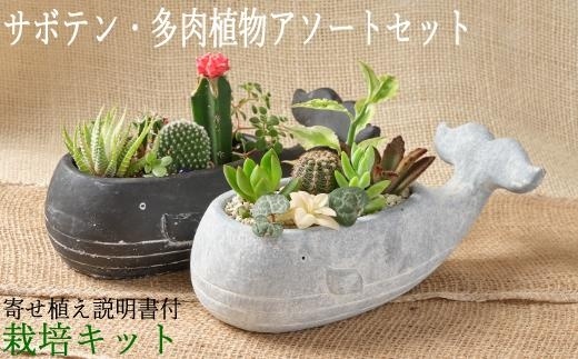 SH003 サボテン多肉植物の小苗アソートセットW 寄せ植え説明書付