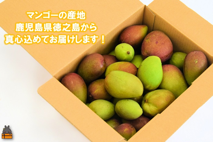 ≪今だけ！≫この時期だけの珍しい果実！徳之島産マンゴーのこども 約