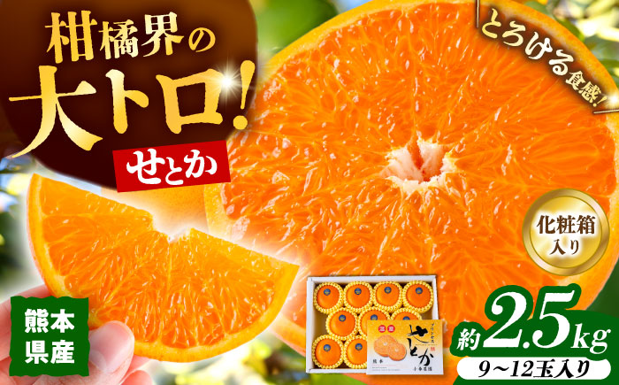 2026年2月下旬から発送】せとか みかん 約2.5kg 果物 化粧箱入り