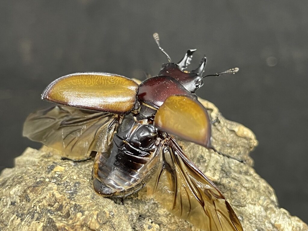 飼育情報大公開】チャイロマルバネを入手したので、産卵セットを組み