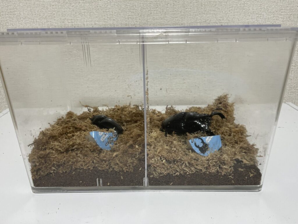 決定版】カブトムシ/クワガタおすすめ飼育ケース徹底解説〜用途別